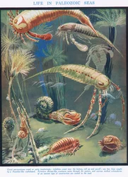 Life in Paleozoic Seas, illustrasjon fra 